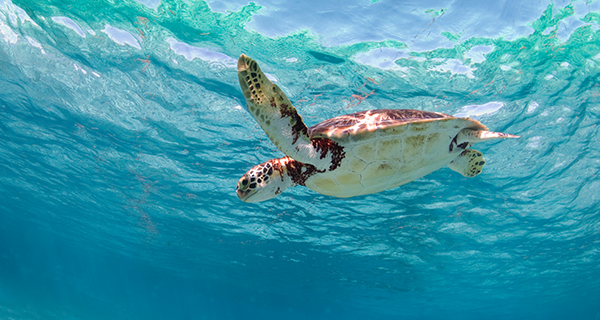 海上七大體驗 — 把小琉球的海，帶回記憶裡