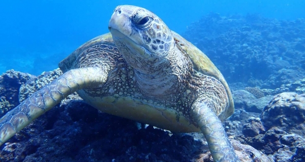 旅境藝術民宿｜【生態導覽】浮潛 snorkeling