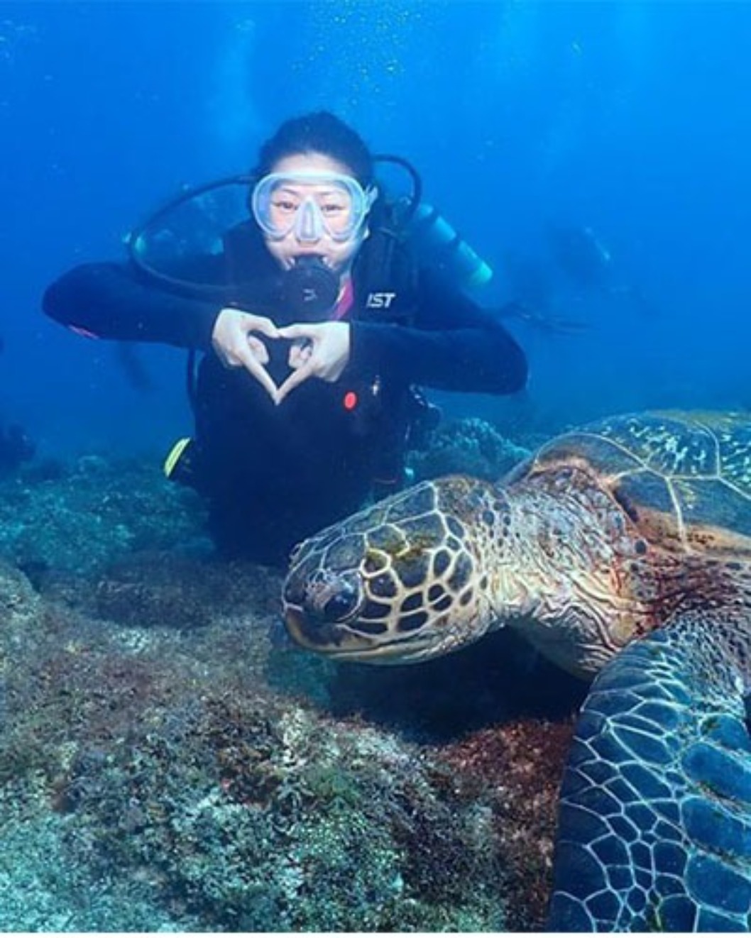龍蝦洞海龜同游