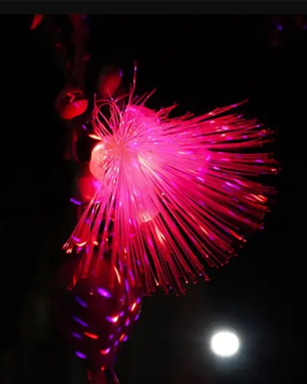 小琉球夜遊紅光導覽