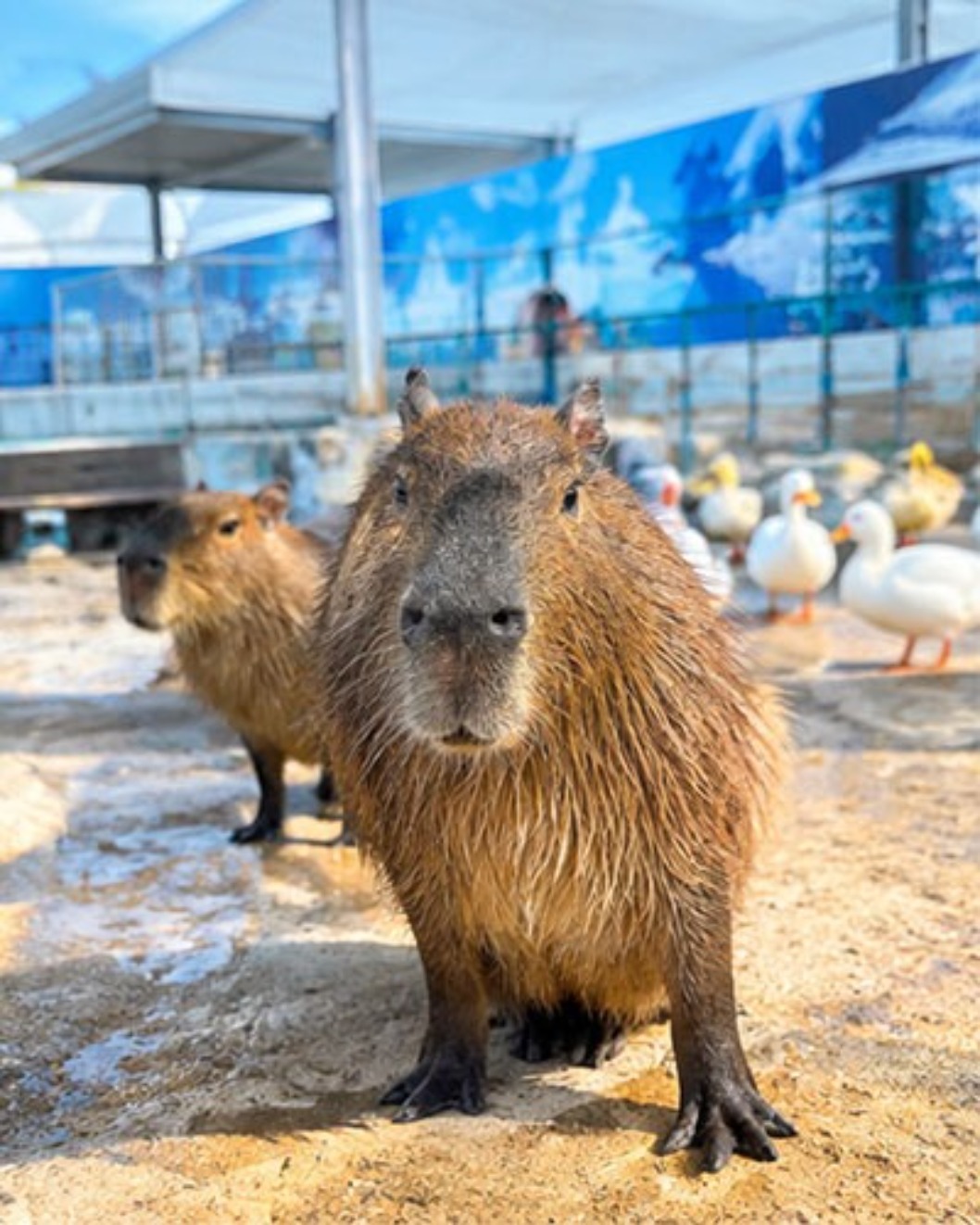 諾亞方舟海洋館魟魚水族箱