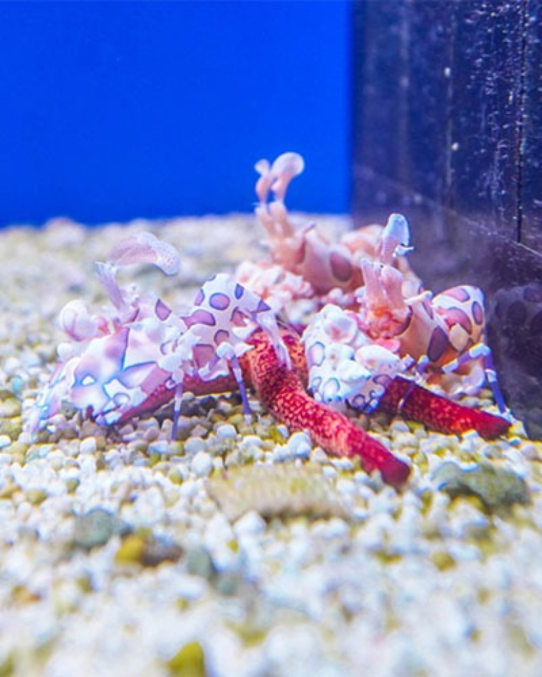 海洋館戶外水豚羊駝