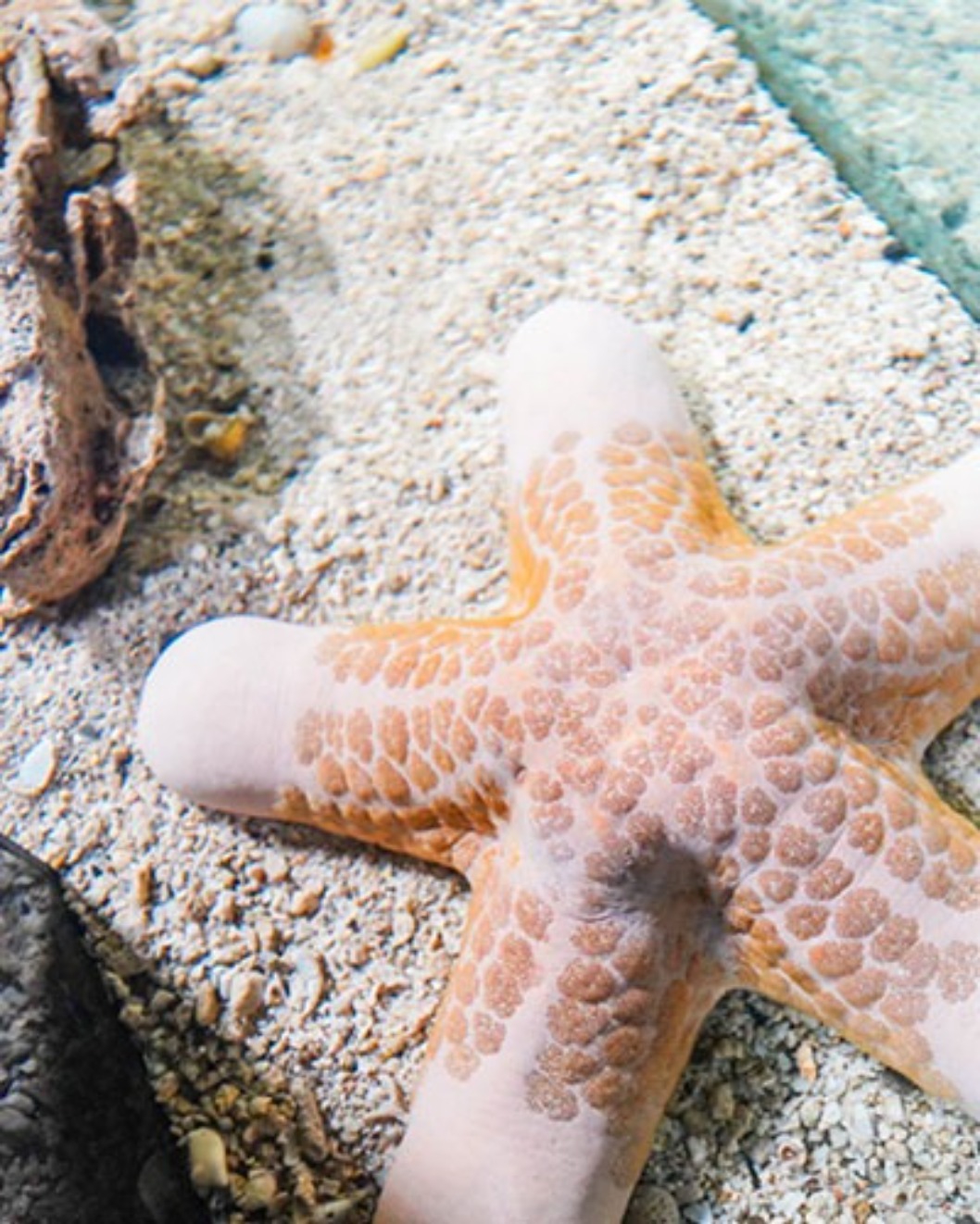 海洋館水母展示區