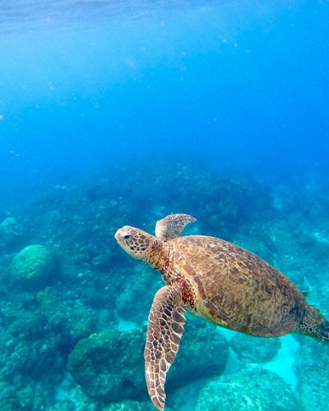 半潛艇海龜經過